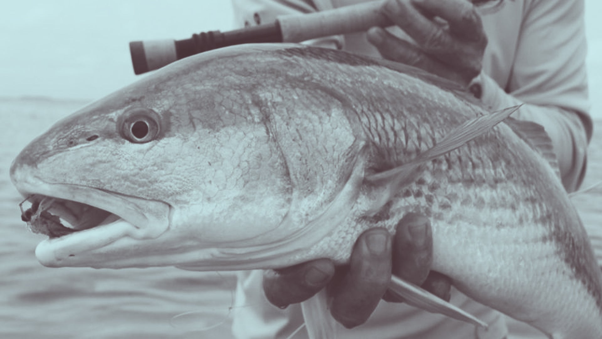 Best Baits for Redfish - Complete guide