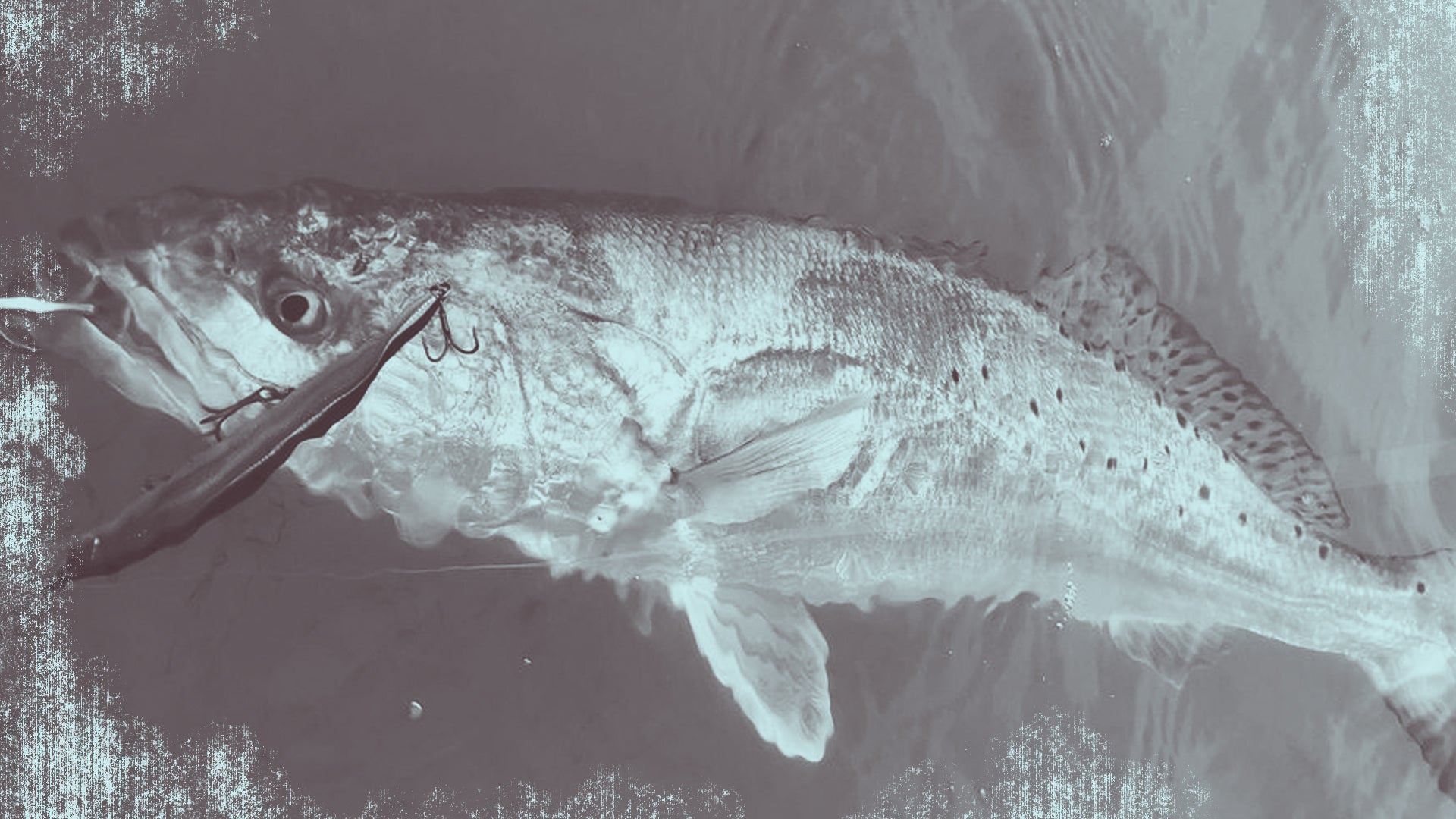 Biggest Trout Ever Caught