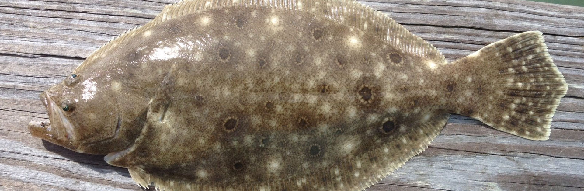 One Fish, Two Coasts – Same Big Problem