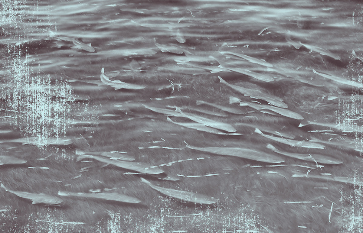 an image of a school of redfish migrating