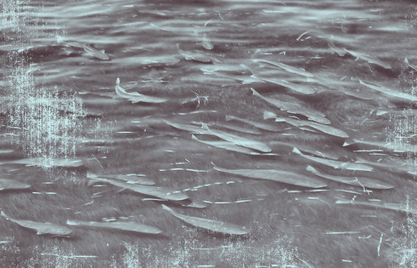 Exploring the Depths: Understanding the Migration Patterns of Fish Alo ...