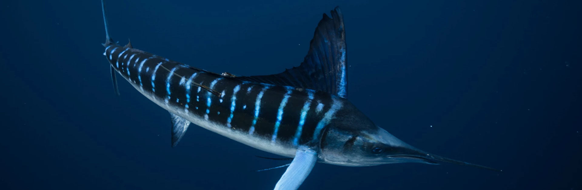 Reel Sportswear | Tagged Striped Marlin