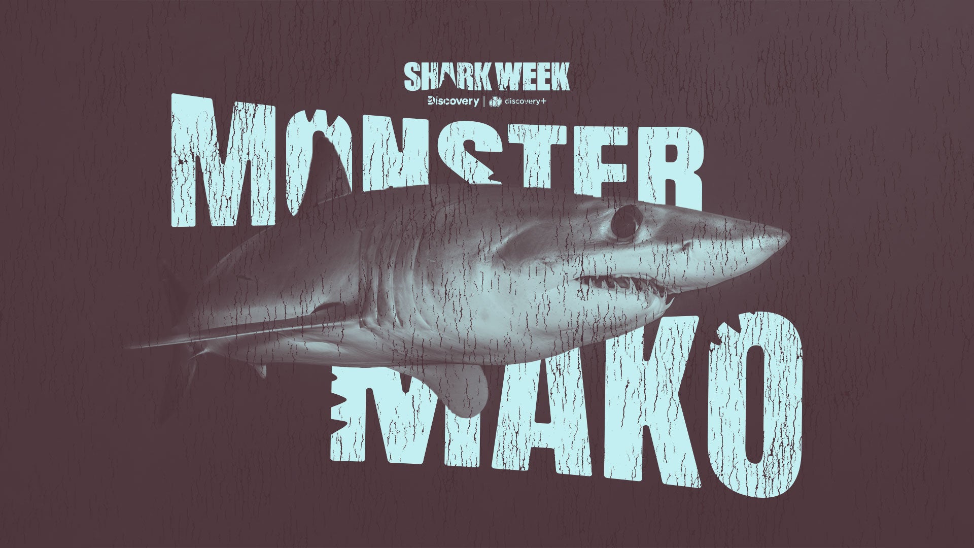 2023 Sharkweek: Monster Mako