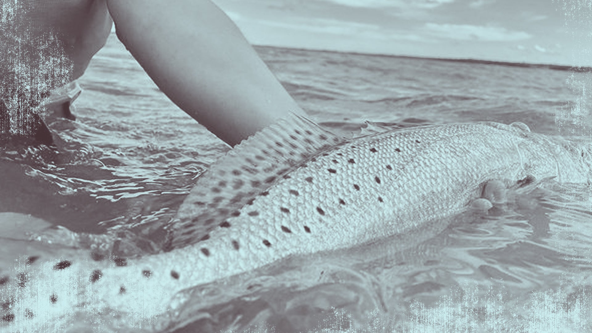 Finding Big Speckled Trout