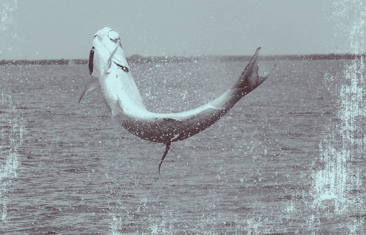 an image of tarpon jumping