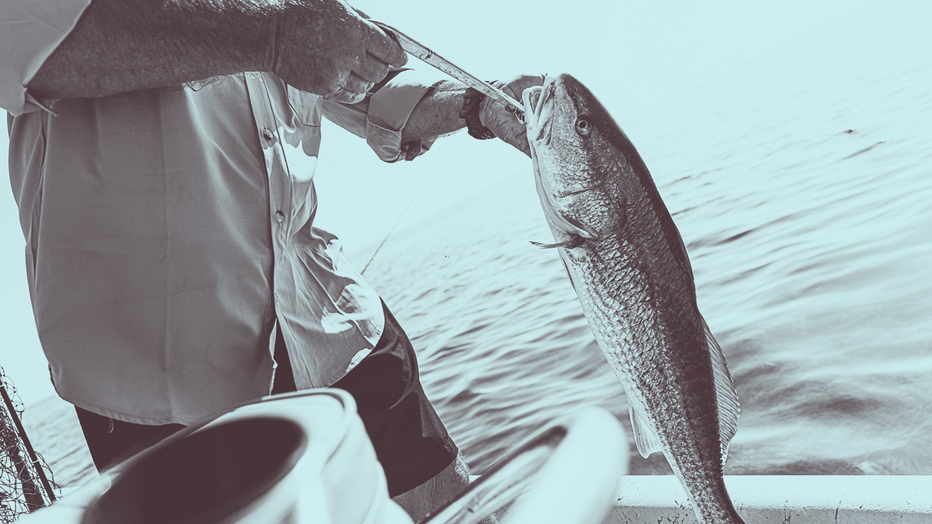 How to Reel in the Big Fish