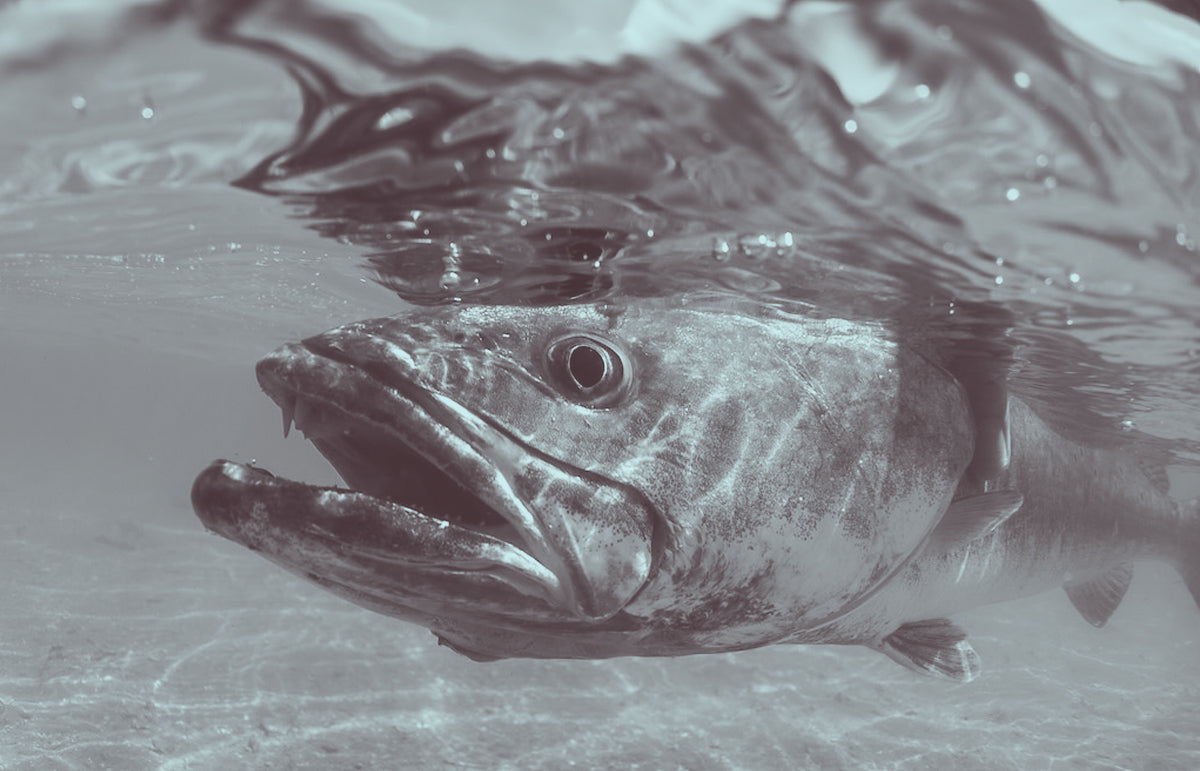 Trophy Speckled Seatrout during the winter